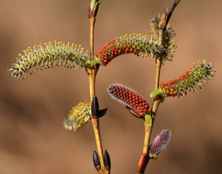 Salix purpurea L. par Olivier NAWROT