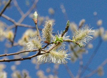 Salix caprea L. par Gisèle ARLIGUIE