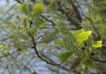Salix caprea L. par Gisèle ARLIGUIE