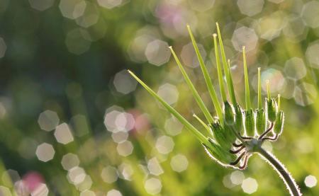 Erodium moschatum (L.) L'Hér. par Gilles SALAMA