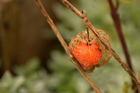 Physalis L.  par Mathilde DUVERGER