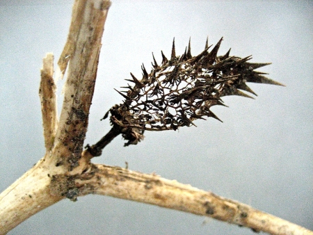 Datura stramonium L. par Renée FAURE MAISONNEUVE