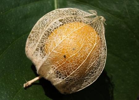 Physalis peruviana L.  par Liliane PESSOTTO