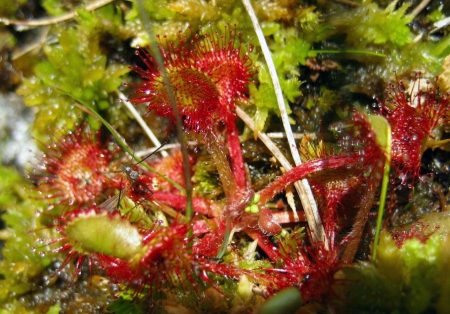 Drosera rotundifolia L.  par Renée FAURE MAISONNEUVE