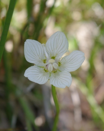 Parnassia palustris L.  par Gisèle ARLIGUIE