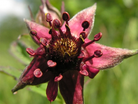 Potentilla palustris (L.) Scop.  par François BAHUAUD