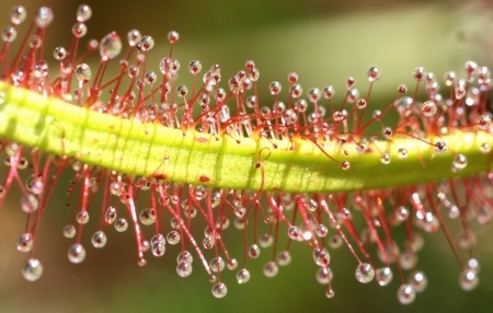 Drosera binata  par Françoise MADIC