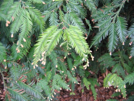 Sequoia sempervirens (D.Don) Endl.  par Jeanne MULLER