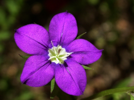 Legousia speculum-veneris (L.) Chaix [1785]  par Michel DÉMARES