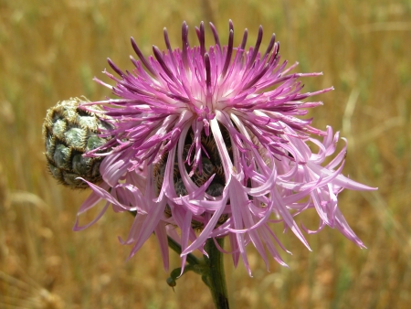 Centaurea scabiosa L. par Liliane PESSOTTO