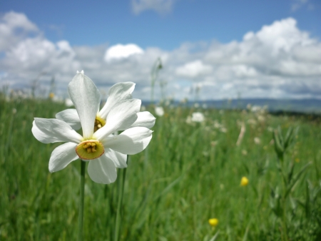 Narcissus poeticus L.  par Anne VINCENT 