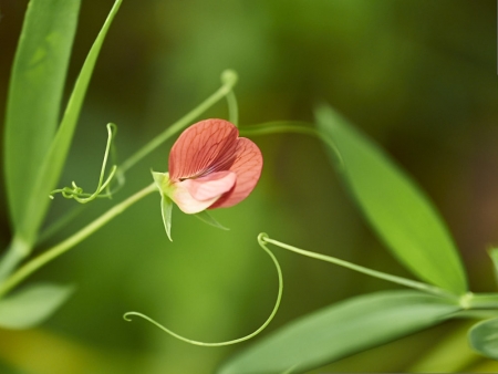 Lathyrus cicera L. par Jean Pierre PATOUX