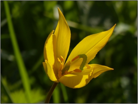 Tulipa sylvestris L. par Pat DESNOS