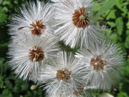 Petasites albus par Madeleine SARRAN