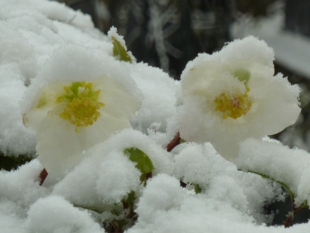 Helleborus niger subsp. niger par Jeanne MULLER