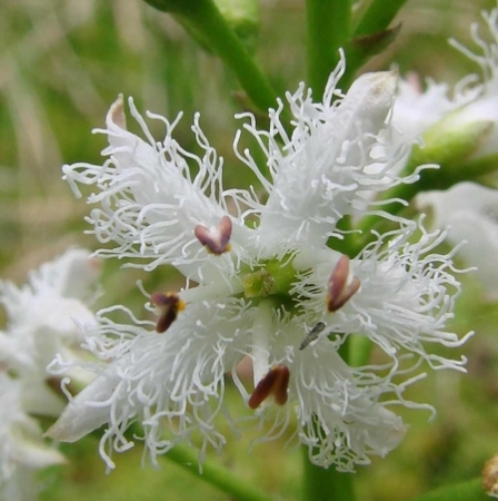 Menyanthes trifoliata L. par Françoise PEYRISSAT 