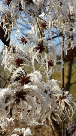 Clematis vitalba L.  par Catherine DURET