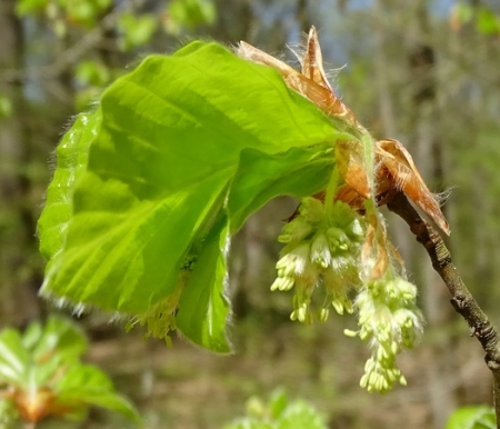 Fagus sylvatica L. par Françoise PEYRISSAT