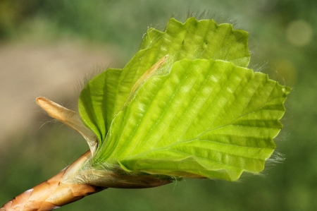 Fagus sylvatica L. par Liliane PESSOTTO