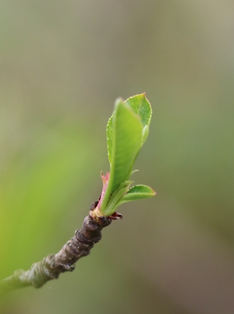 Prunus L. par Gisèle ARLIGUIE