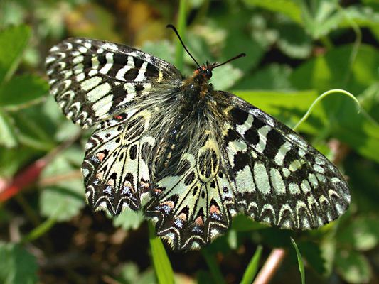 Diane (Zerynthia polyxena) 