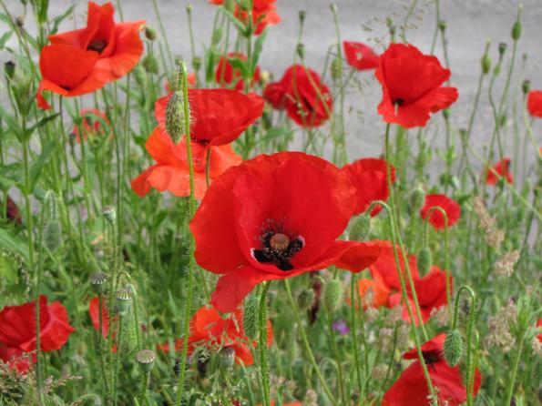 Papaver rhoeas par le collectif des chercheurs de l'ODS