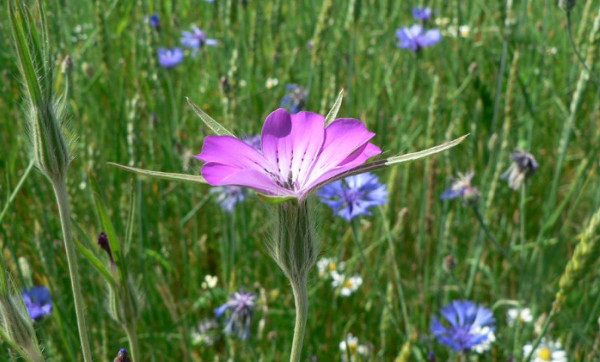 Agrostemma githago L. par Mathieu Menand CC by SA (Tela Botanica)