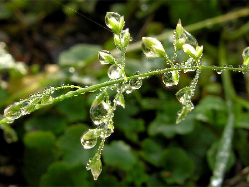 Poa annua L. (bdtfx) par Marie-France PACAUD