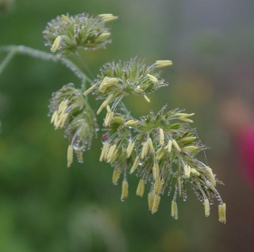 Dactylis glomerata L. (bdtfx) par Gisèle ARLIGUIE