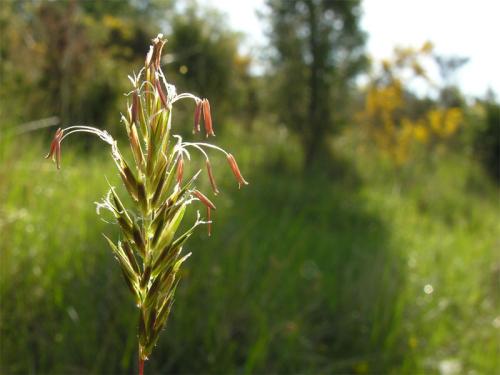 Anthoxanthum odoratum L. (bdtfx) par Marie-France PACAUD