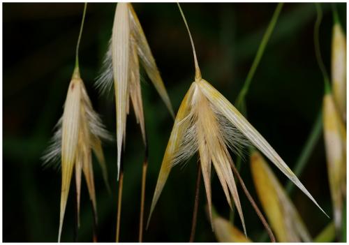 Avena barbata Pott ex Link (bdtfx) par Pierre PAPLEUX