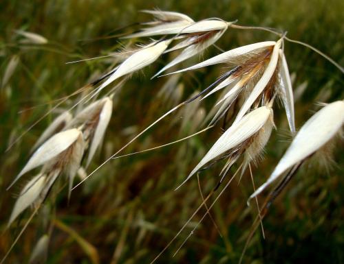 Avena fatua subsp. intermedia Nyman (bdtfx) par Anne VINCENT