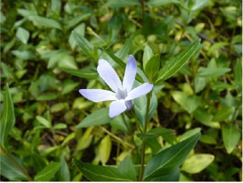 Vinca difformis