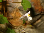 Photo de Cymbalaire automnale