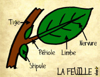 La feuille, par Sauvages du Poitou