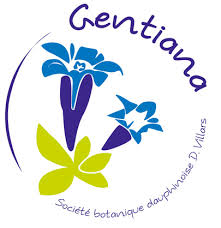 logotype Gentiana