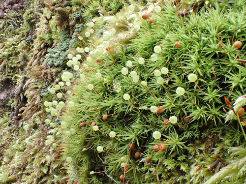 Bartramia pomiformis par Yoan Martin dans les Vosges (67) - CC BY-SA Tela Botanica