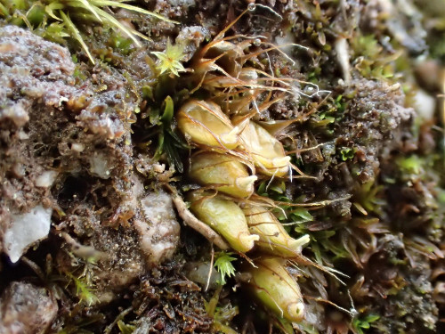 Diphyscium foliosum par Yoan Martin dans les Vosges (67) - CC BY-SA Tela Botanica