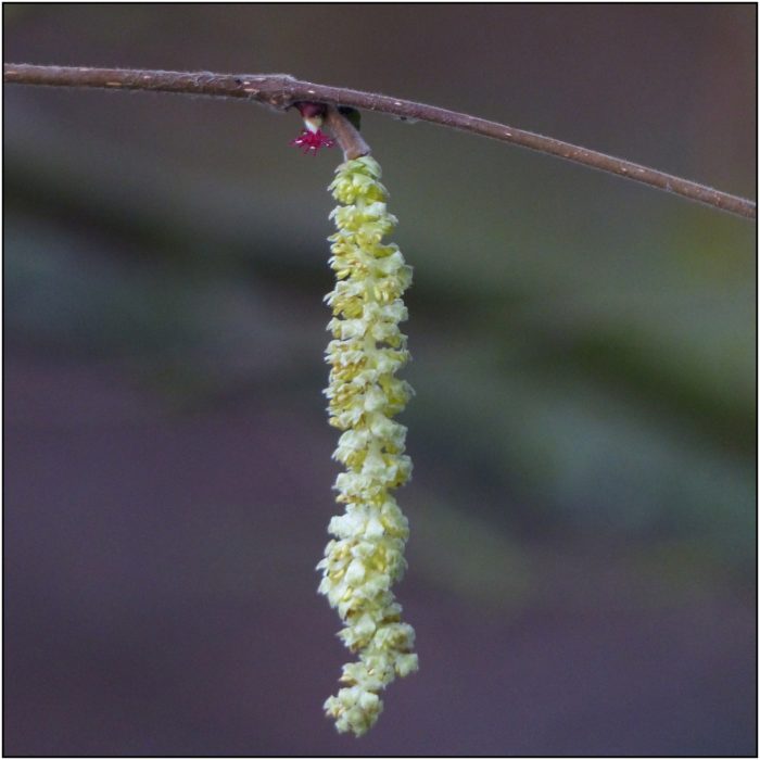 Corylus avellana L. par Pat Desnos