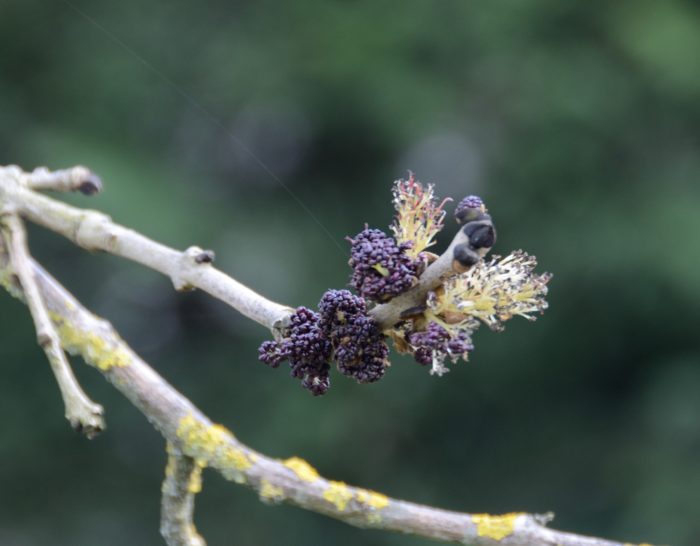 Fraxinus excelsior L. par Michel Pansiot