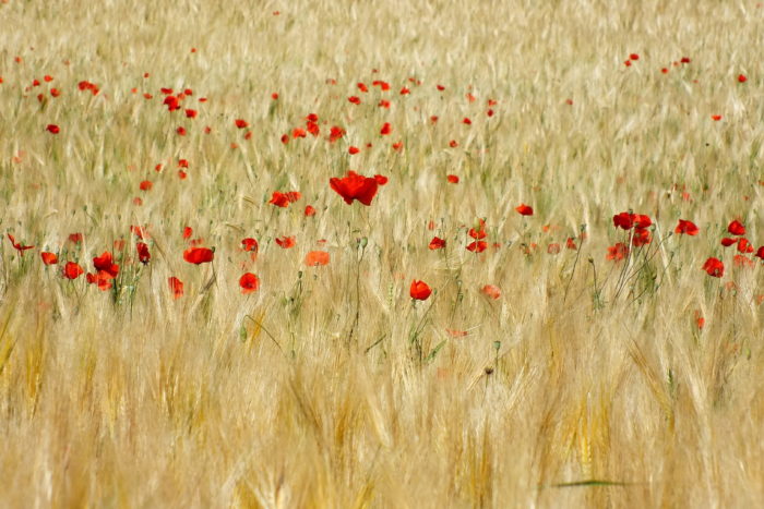 Papaver L. par Thérèse BIRET