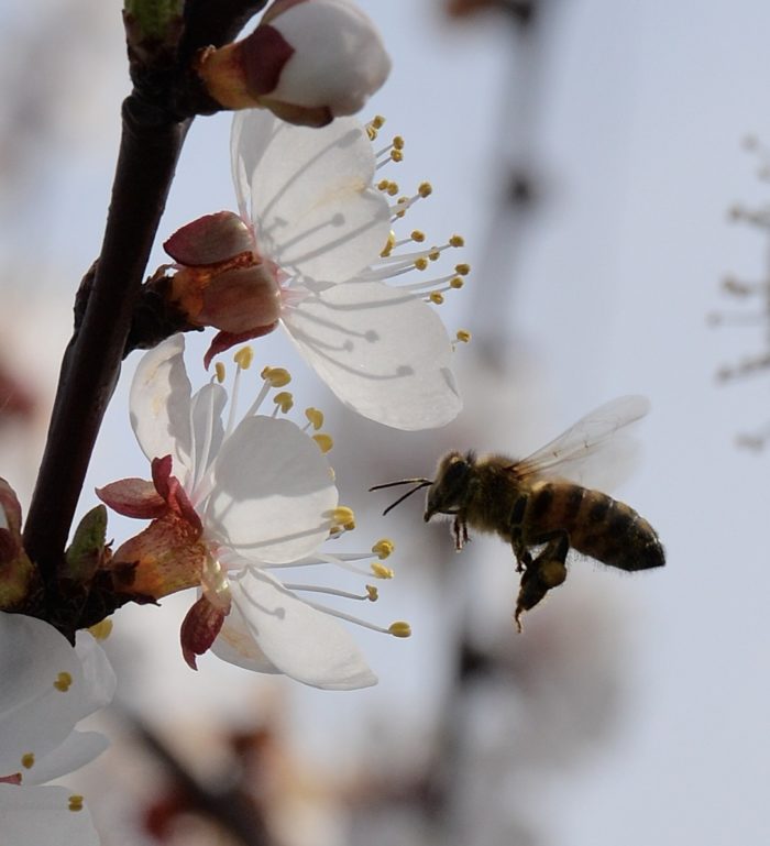 Prunus armeniaca L. par Michel Pansiot