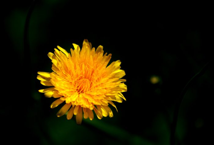 Taraxacum officinale L. par EL HOUSSINE Bouiamrine