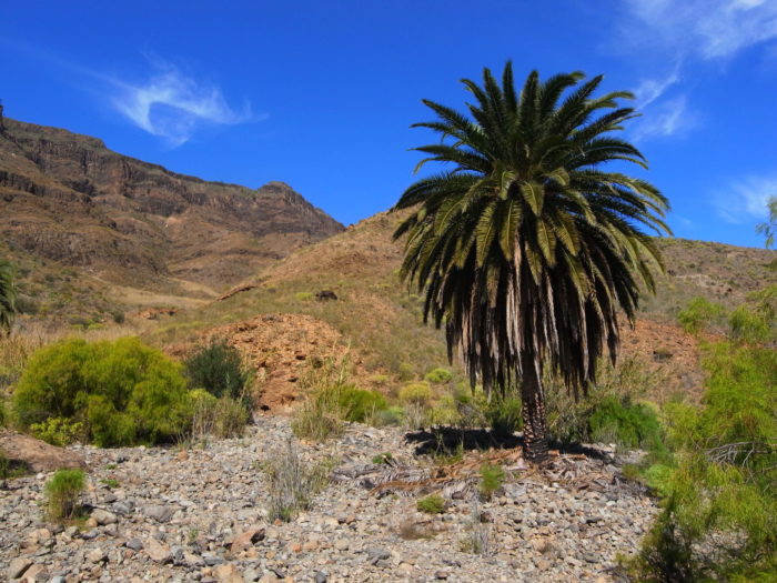 Phoenix canariensis Chabaud (Arecaceae) Barranco de Fataga Gran Canaria R0081140