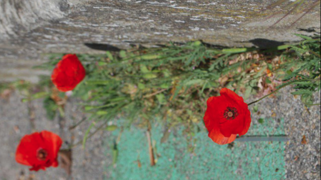 Papaver rhoeas L.  par Cécile DELARQUE