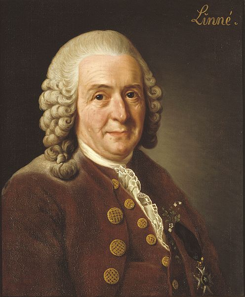 Carl von Linné 1707–1778 par Alexandre Roslin, conservée au Nationalmuseum (Domaine public)