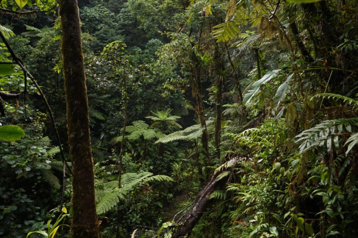 forêts tropicales