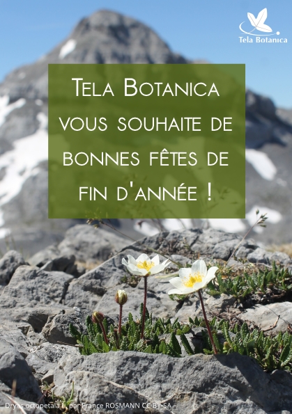 Joyeuses Fetes De Fin D Annee Tela Botanica