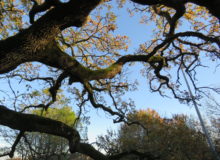 Quercus pubescens Willd. par Pauline Lefort2