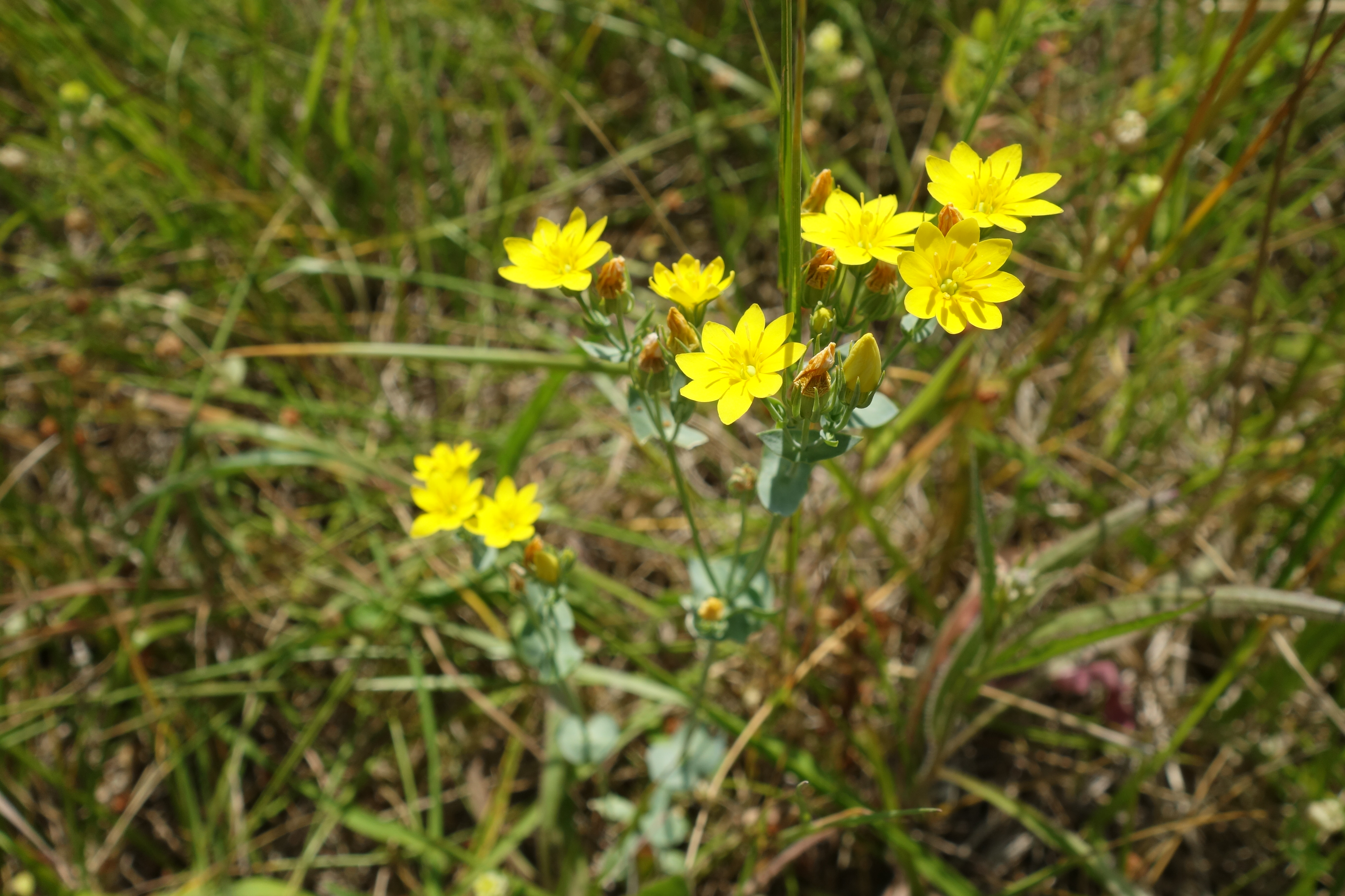 Blackstonia perfoliata, Parmain, 02/07/2018